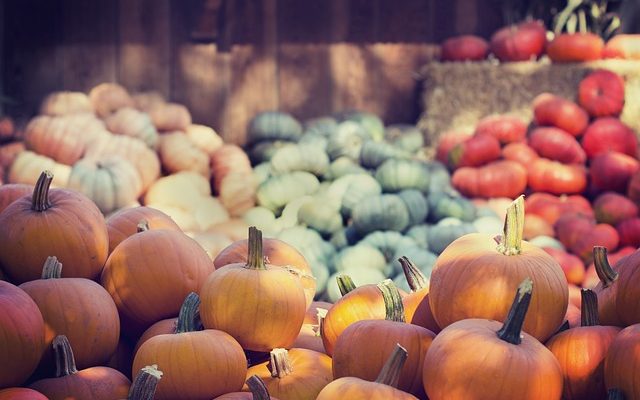 Best pumpkin patches in Lake Oswego