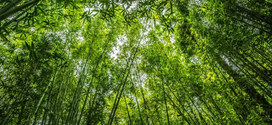 bamboo trees