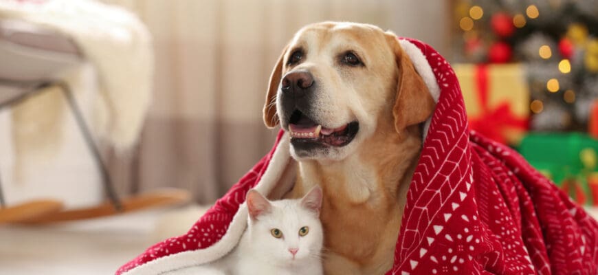 Adorable,Dog,And,Cat,Together,Under,Blanket,At,Room,Decorated