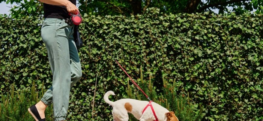 Dog,Walker,And,Jack,Russell,Dog,Enjoy,Sunny,Day,Out